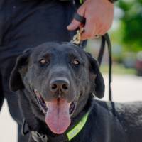 A police unit dog at the race.